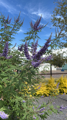 Vitex agnus-castus