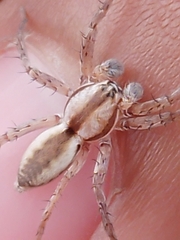 Arachosia praesignis