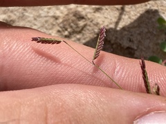 Bouteloua barbata barbata