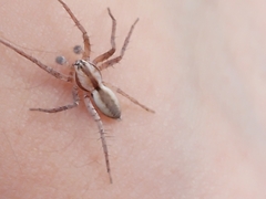 Arachosia praesignis