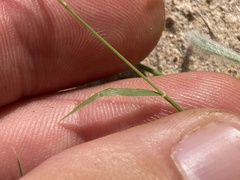 Bouteloua barbata barbata