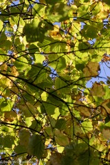 Acer pensylvanicum