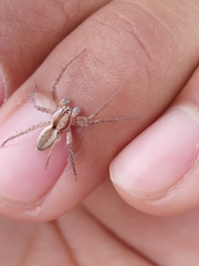 Arachosia praesignis