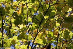 Acer pensylvanicum