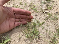 Bouteloua barbata barbata