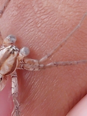 Arachosia praesignis