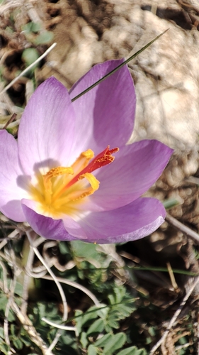 Image of Crocus thomasii by (c) Flora_DUMO, some rights reserved (CC BY)
