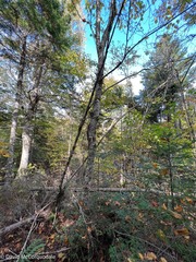 Acer pensylvanicum