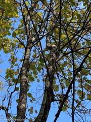 Acer pensylvanicum