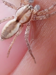 Arachosia praesignis