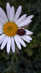 Graphosoma