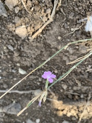 Dianthus strictus
