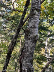 Acer pensylvanicum