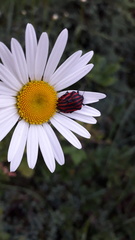 Graphosoma