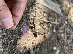 Dianthus strictus