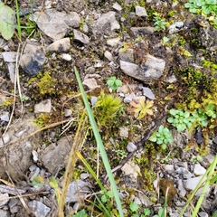 Flexitrichum flexicaule