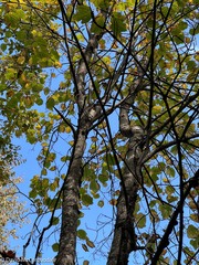 Acer pensylvanicum