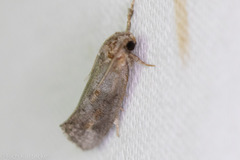 Acrolophus piger