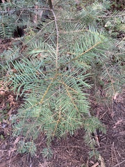 Abies concolor