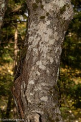 Acer pensylvanicum