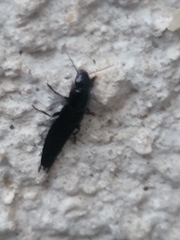 Staphylinini