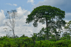 Ceiba pentandra