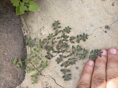 Euphorbia abramsiana