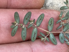 Euphorbia abramsiana