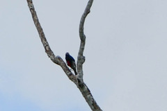 Melanerpes cruentatus