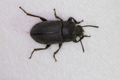 Tenebrionidae