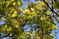 Acer pensylvanicum
