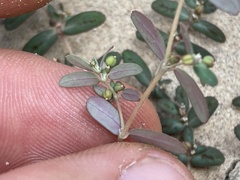 Euphorbia abramsiana