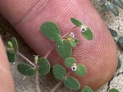 Euphorbia setiloba