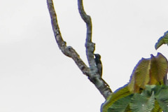 Melanerpes cruentatus