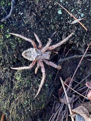 Araneus saevus