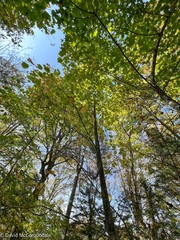 Acer pensylvanicum