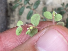 Euphorbia setiloba