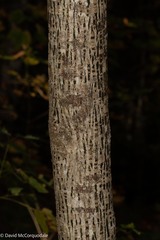 Acer pensylvanicum