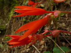 Begonia boliviensis