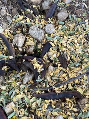 Acromyrmex versicolor