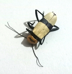 Chauliognathus nigrocinctus