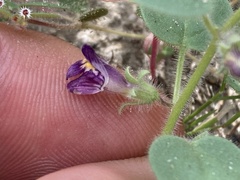 Pseudorontium cyathiferum