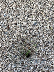 Acromyrmex versicolor