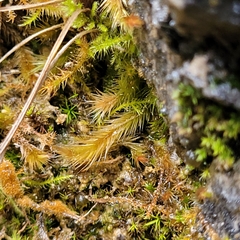 Orthothecium rufescens