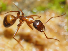Camponotus nylanderi