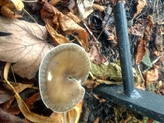 Ampulloclitocybe