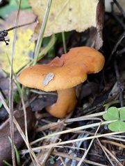 Lactarius tabidus