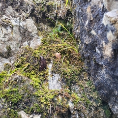 Orthothecium rufescens