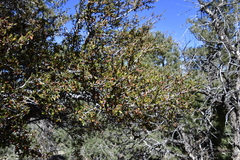 Cercocarpus