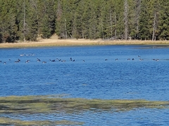 Branta canadensis